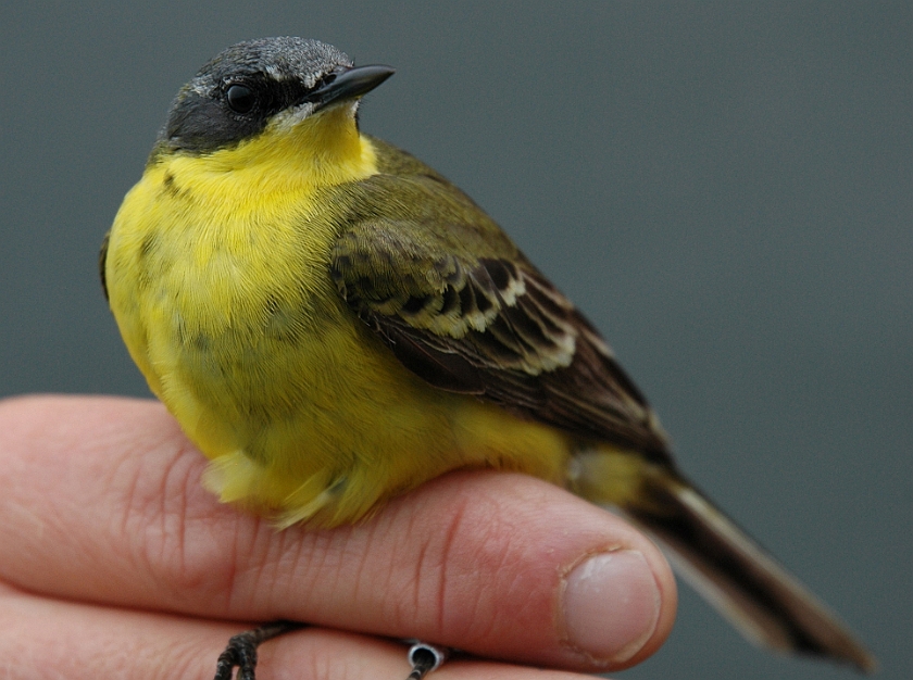 Yellow Wagtail, Sundre 20070531